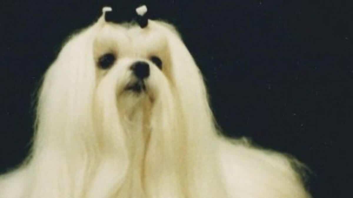 Maltese Topknot History