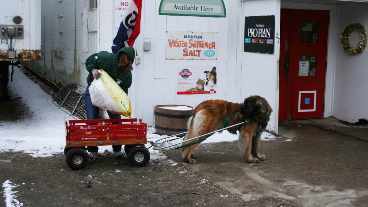 Leonberger pulling a cart.