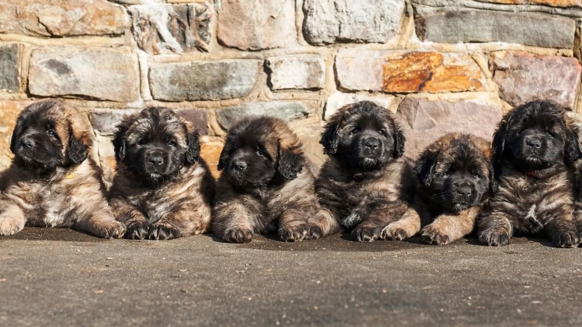 Leonberger puppies lying in front of a brick wall.