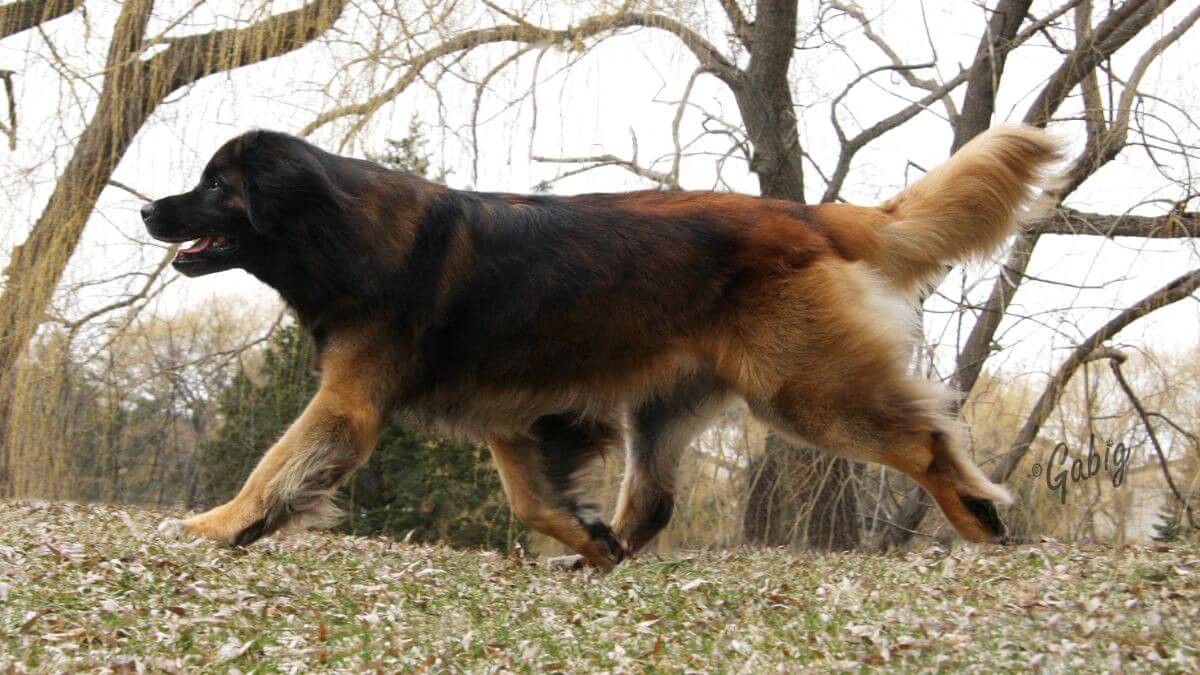 Leonberger gaiting through woods.
