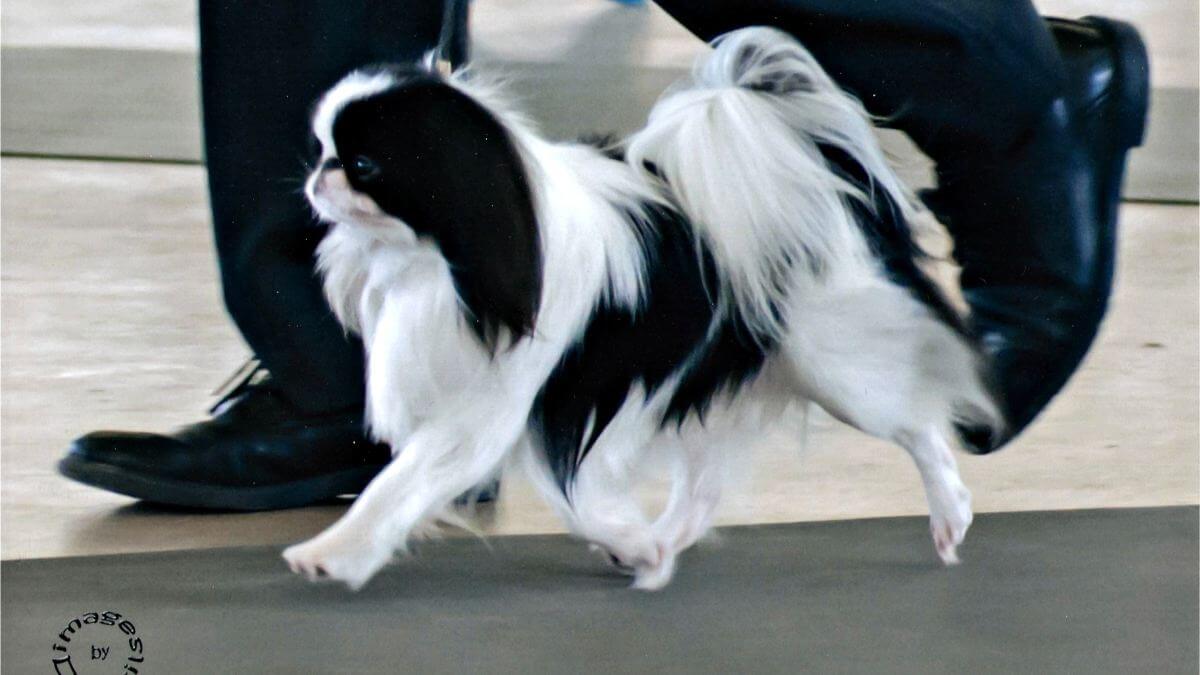 Japanese Chin in the dog show ring.