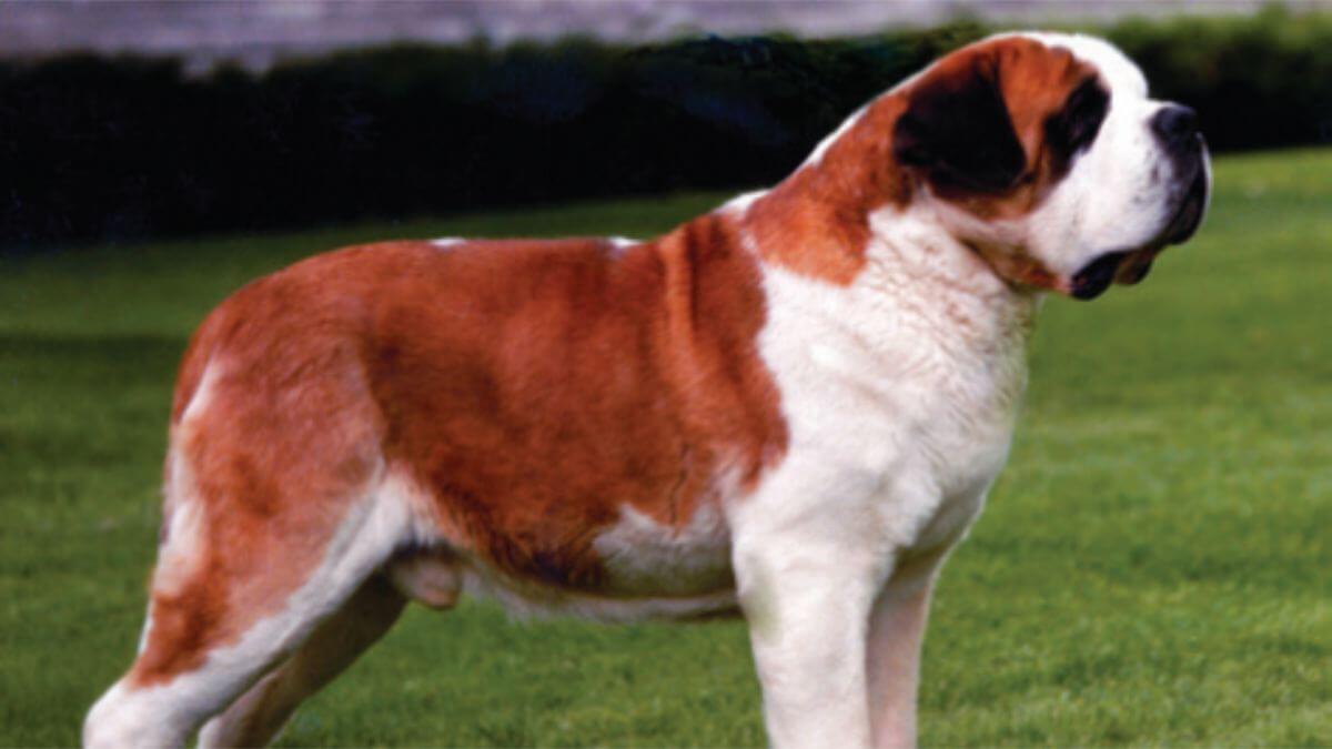 Saint Bernard