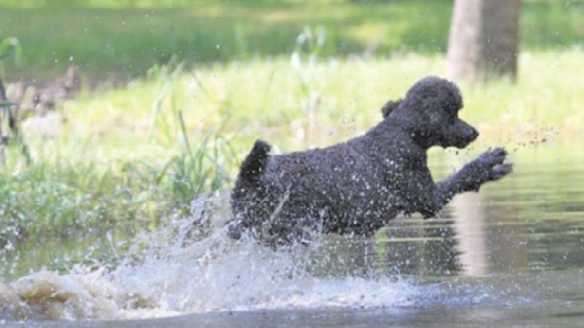 Poodle