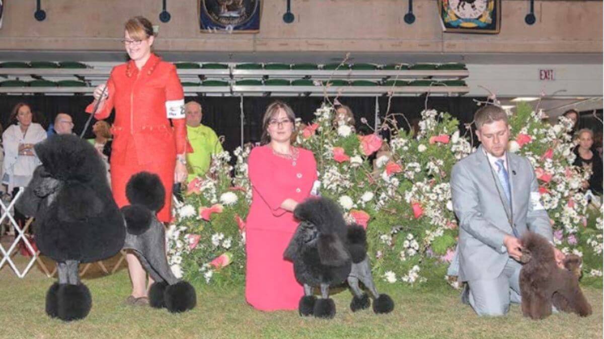 Poodle