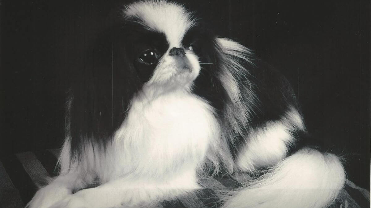 Japanese Chin