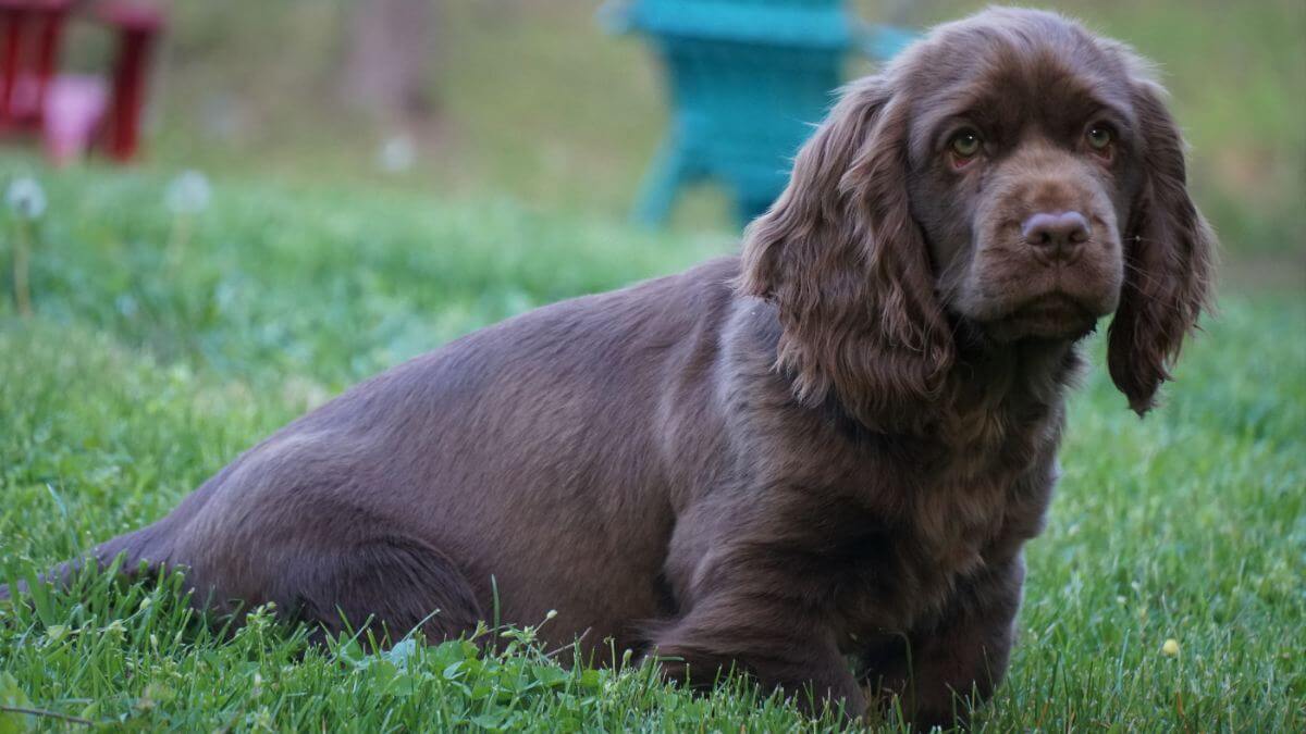 Sussex Spaniel puppy sitting in the grass.