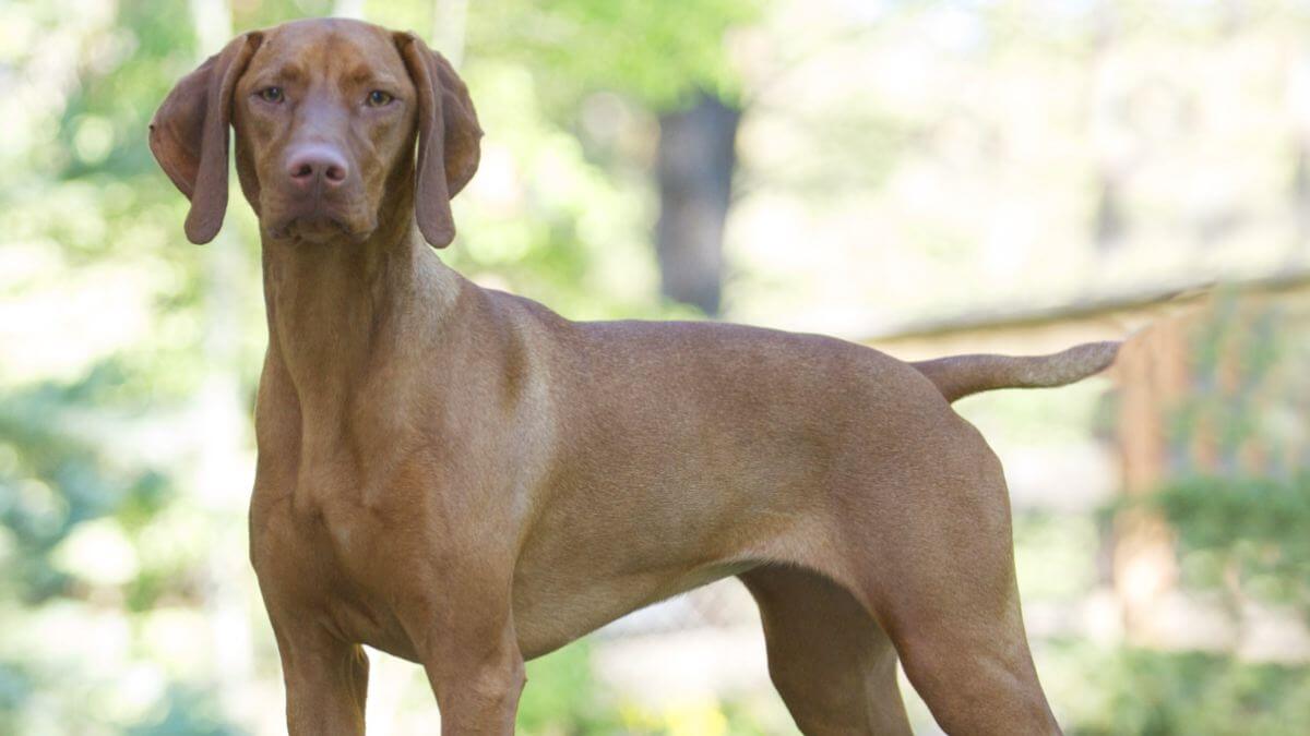Vizsla