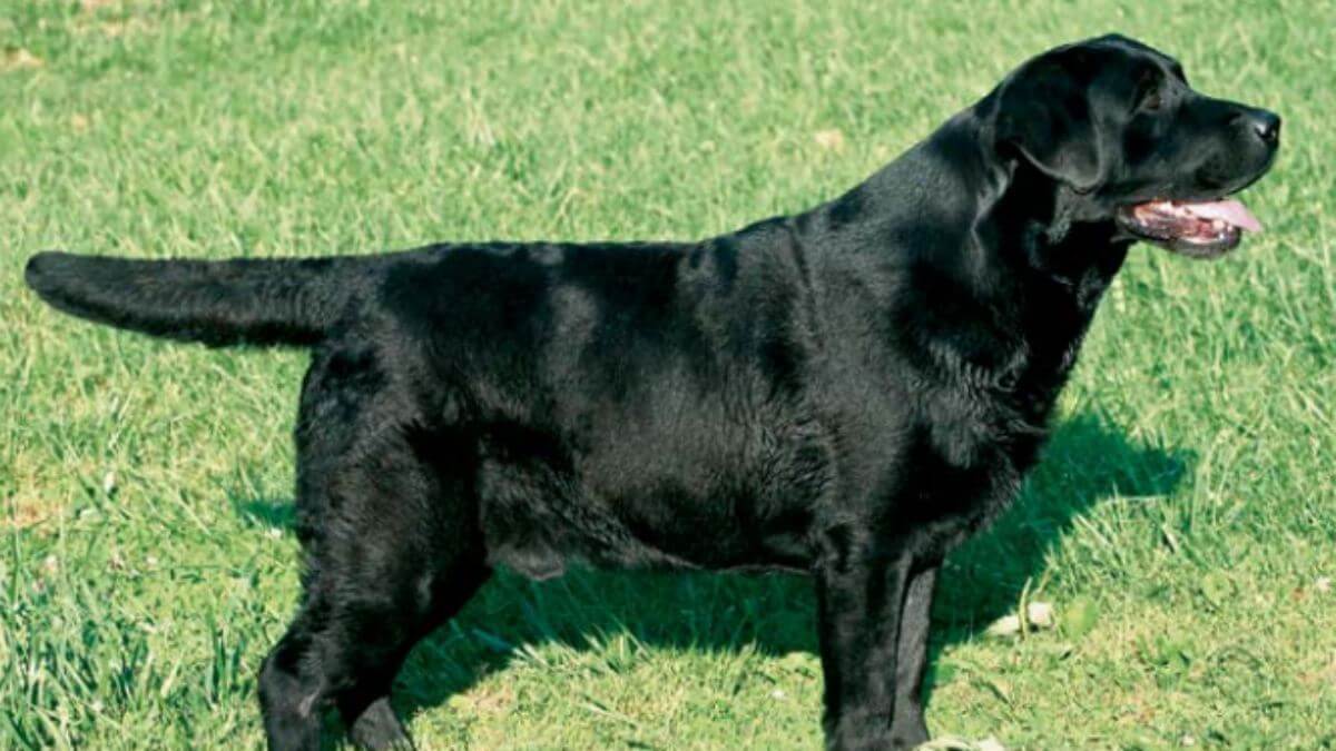 Labrador Retriever