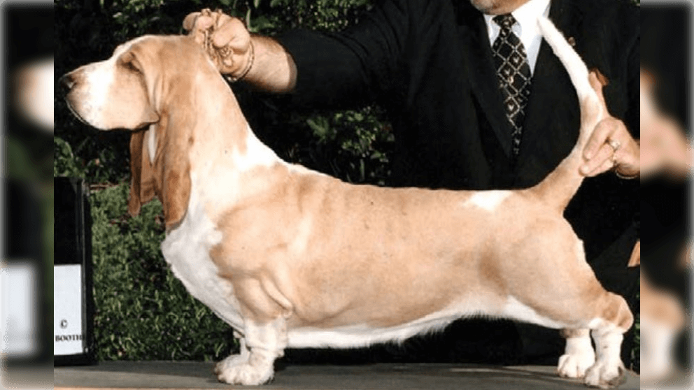 Basset Hound stacked on a dog show podium