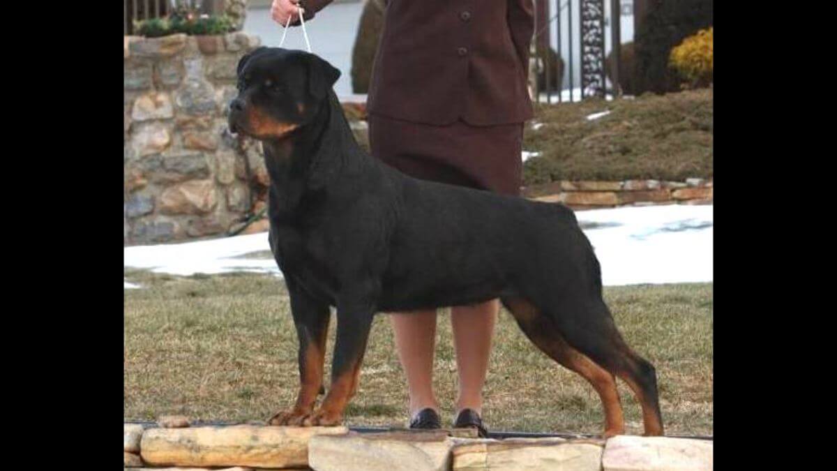 Rottweiler