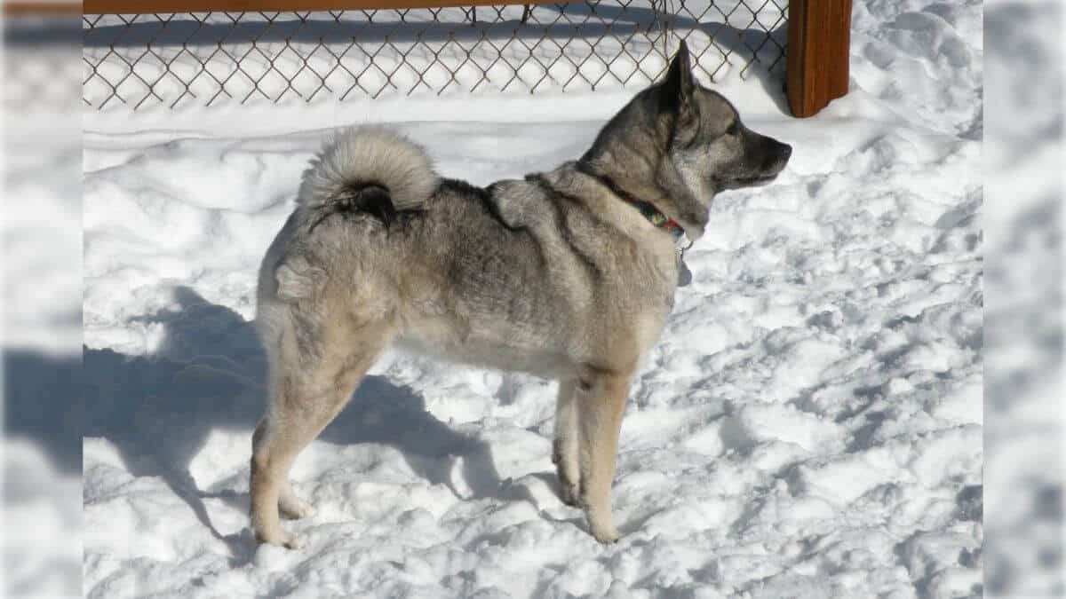 Veteran Norwegian Elkhound bitch in snow