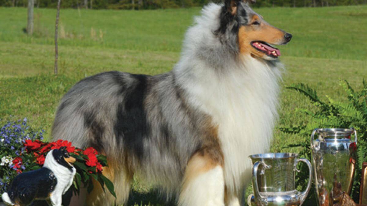Collie