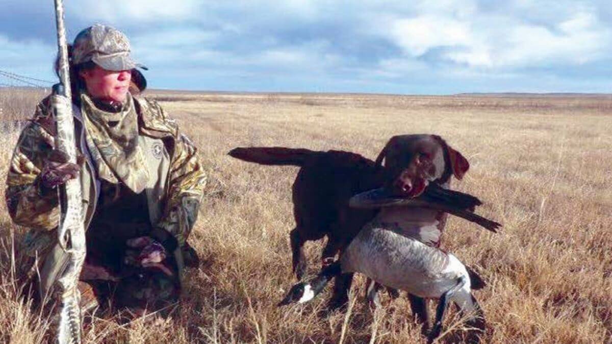 Labrador Retriever