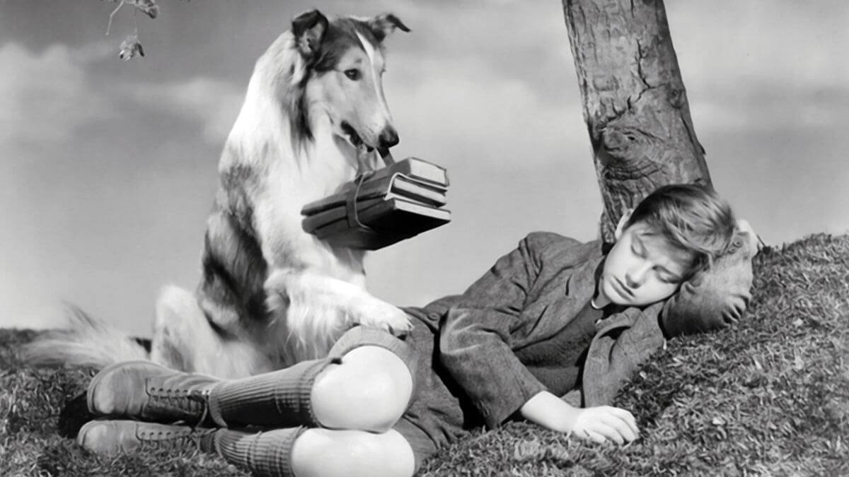 Collie