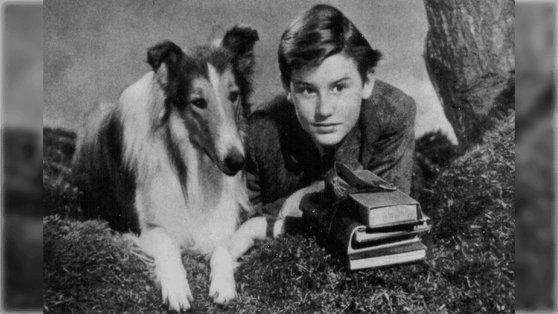 Collie history: Lassie pictured with Roddy McDowell in the movie “Lassie Come Home”, c. 1943.