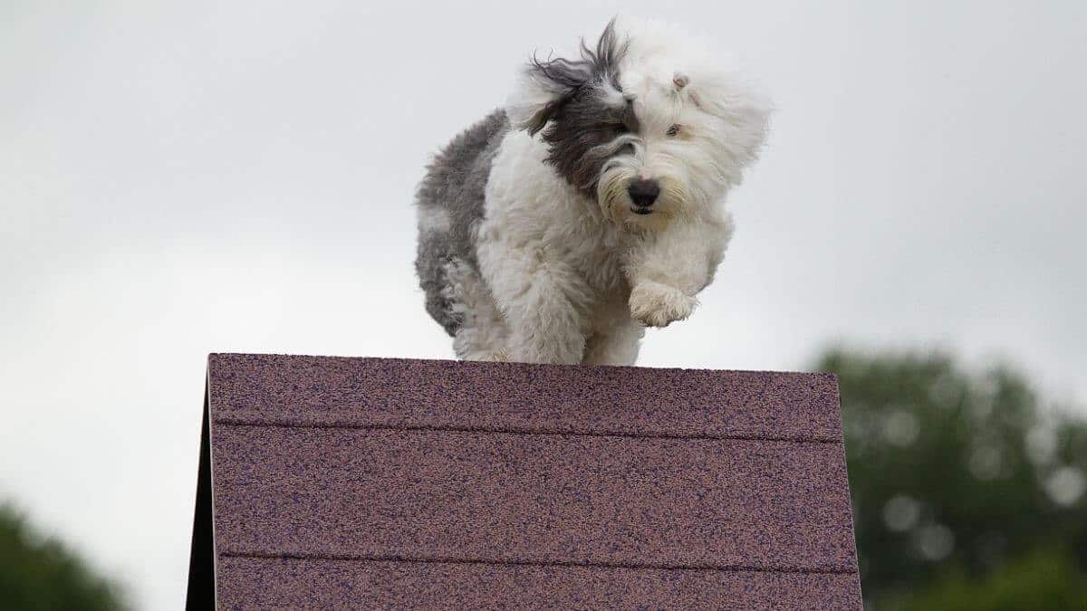 Old English Sheepdog