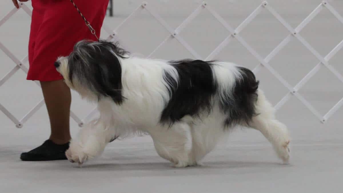 Polish Lowland Sheepdog
