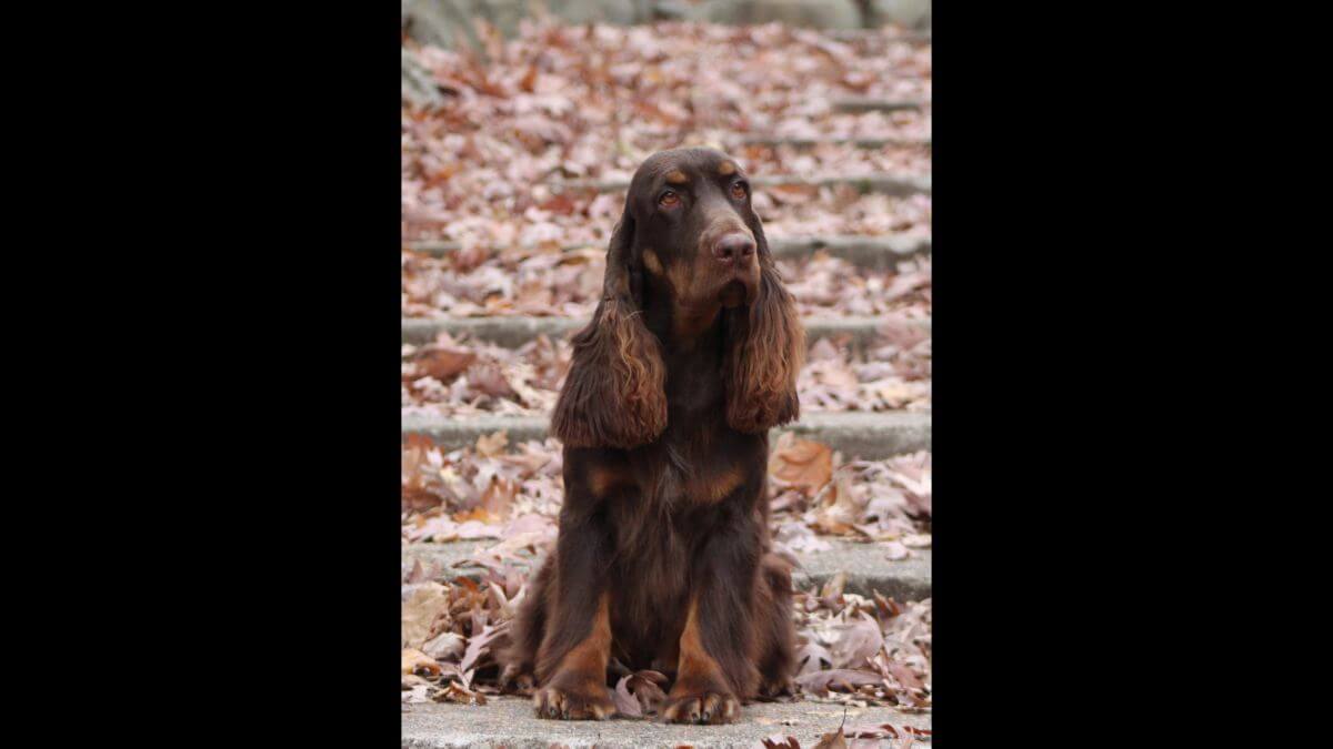 Field Spaniel