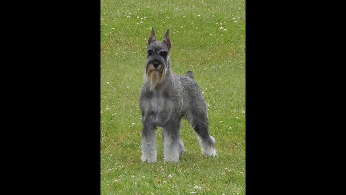 Standard Schnauzer
