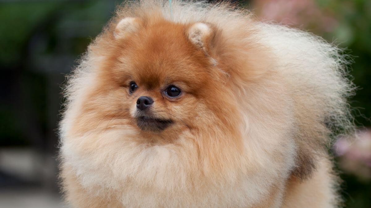 Pomeranian