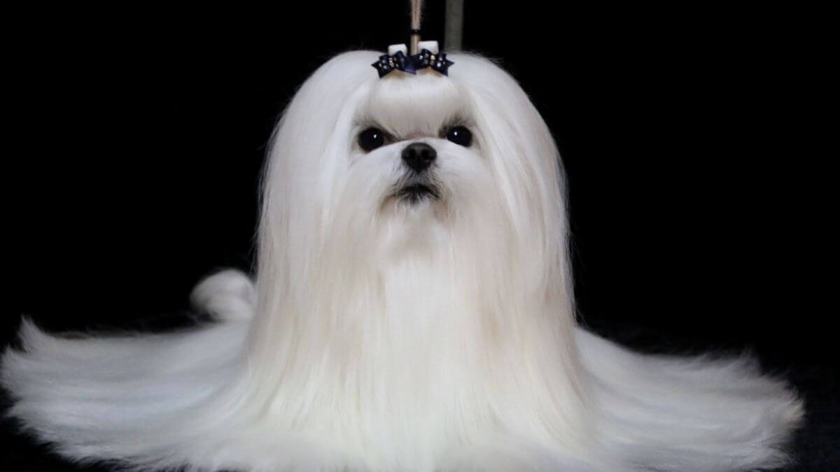 Maltese
