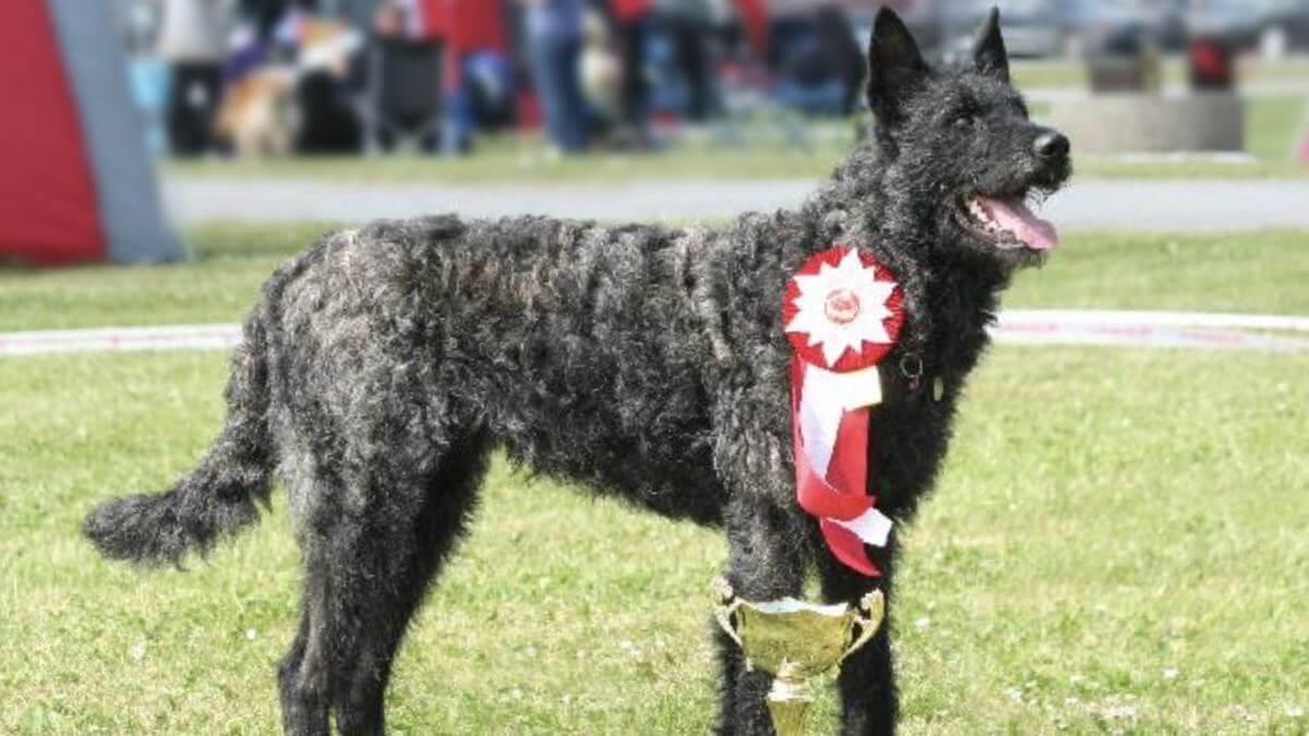 Dutch Shepherd