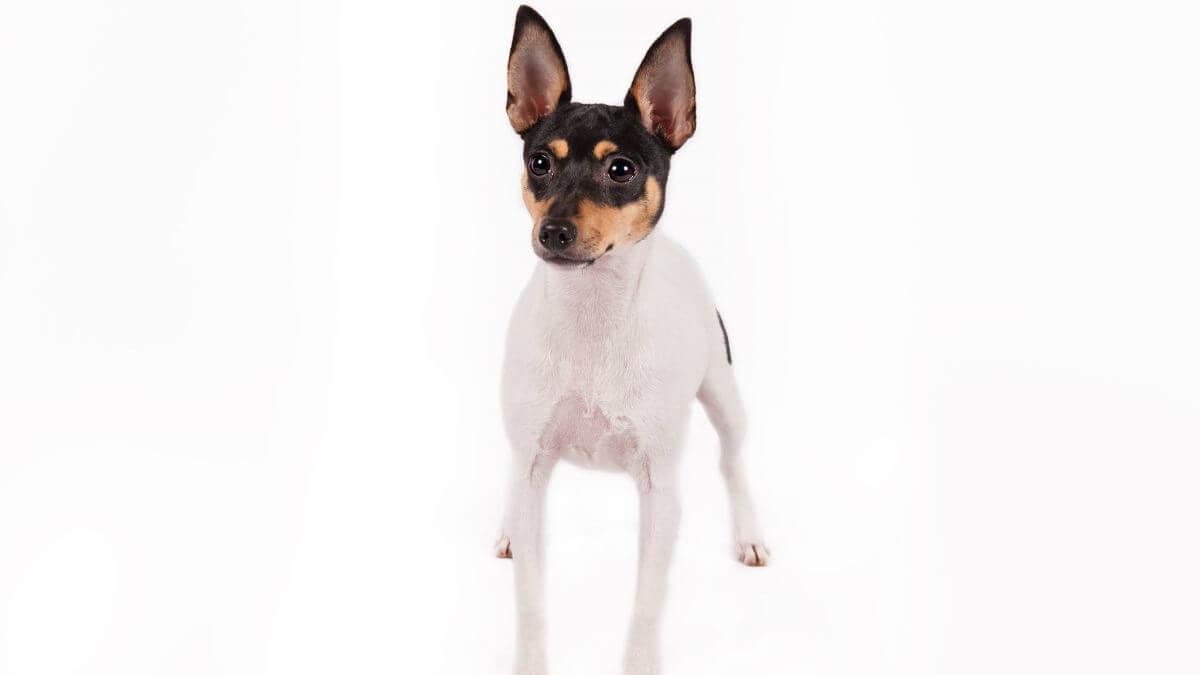 Toy Fox Terrier