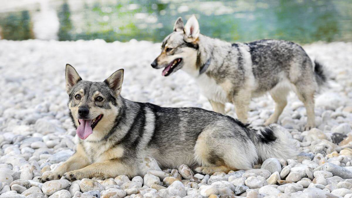 Swedish Wallhund