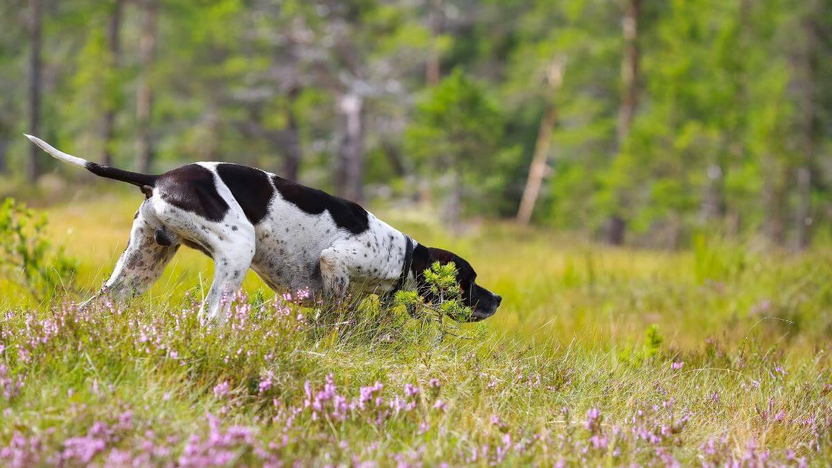Pointer