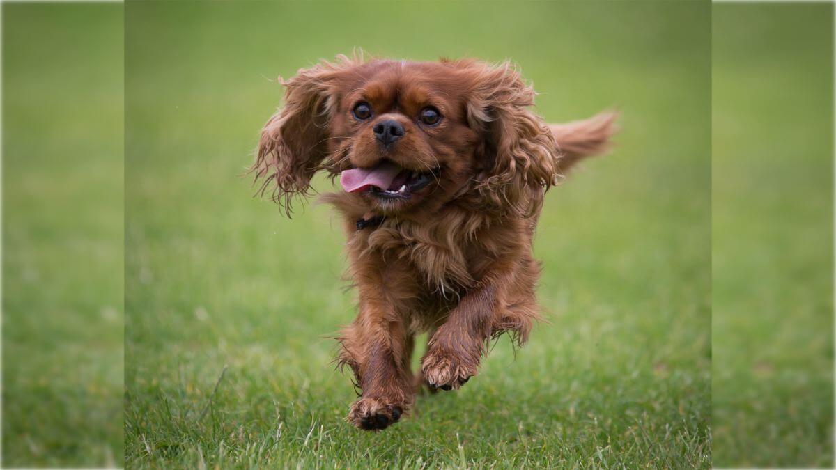 Cavalier King Charles Spaniel