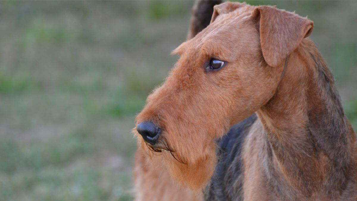 Airedale Terrier