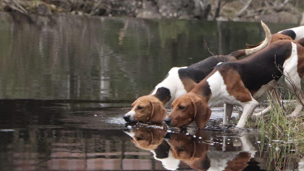 Treeing Walker