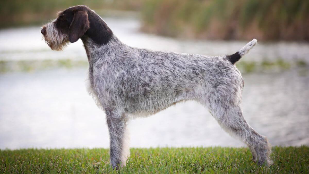 German Wirehaired Pointer