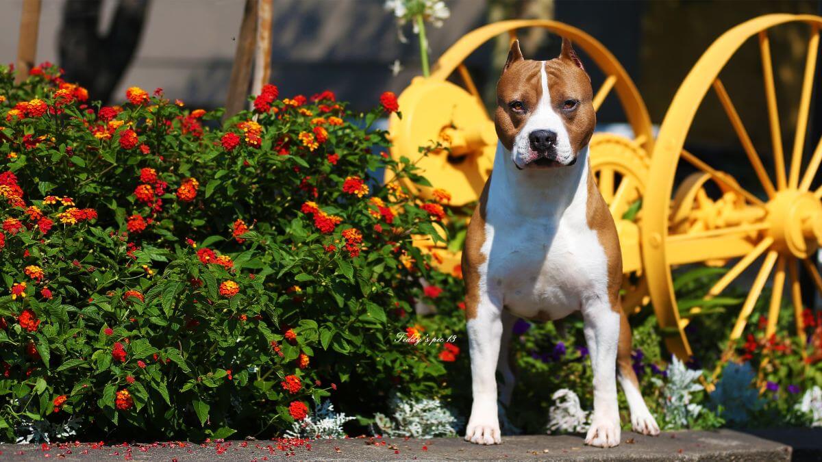 American Staffordshire Terrier