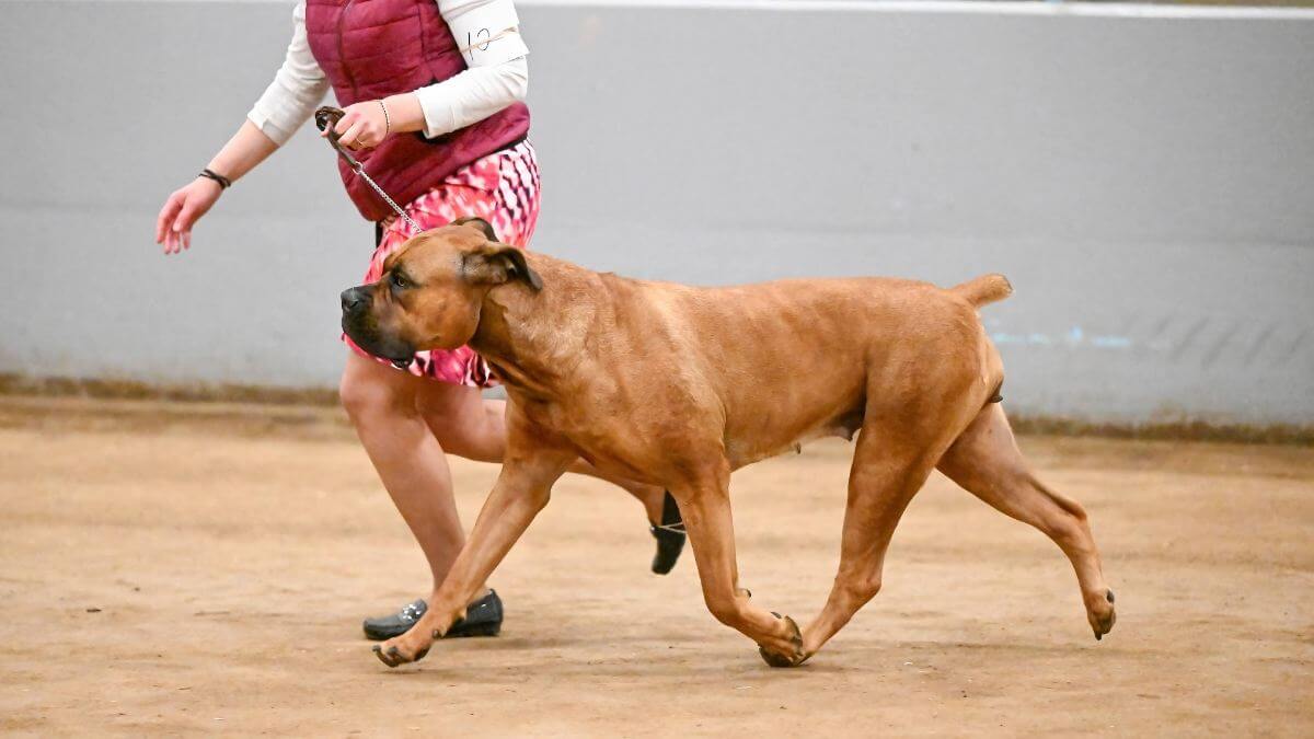 Boerboel-showing-her-gaits