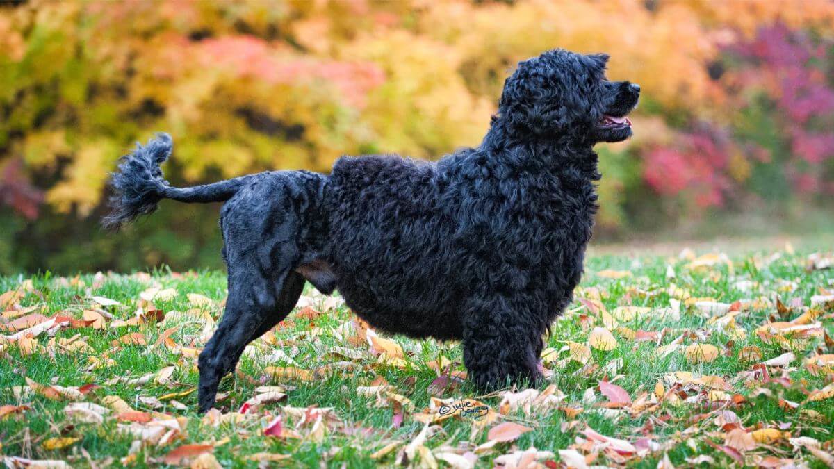 Portuguese Water Dog