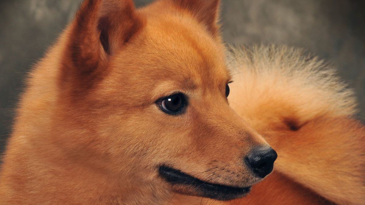 Finnish Spitz