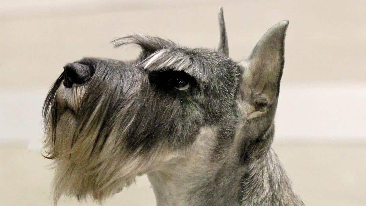 Standard Schnauzer