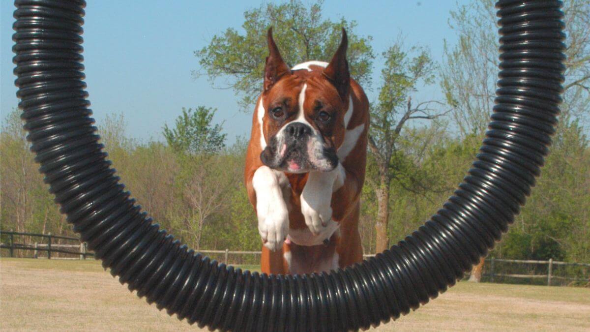 Boxer