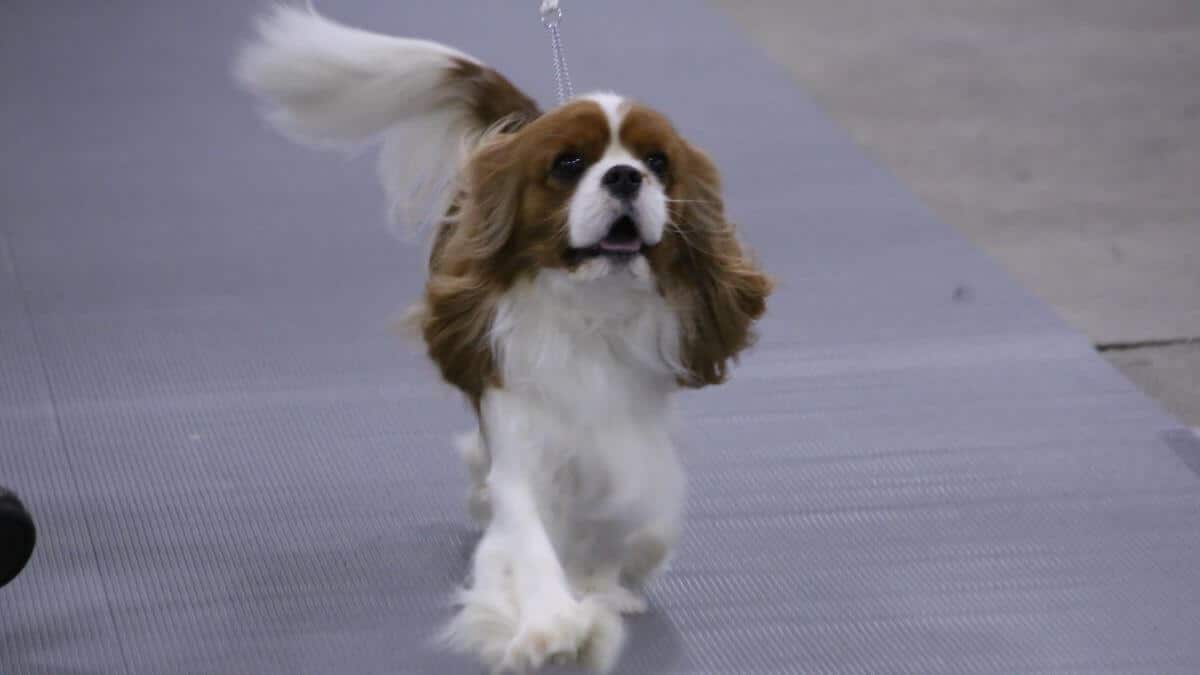 Cavalier King Charles Spaniel