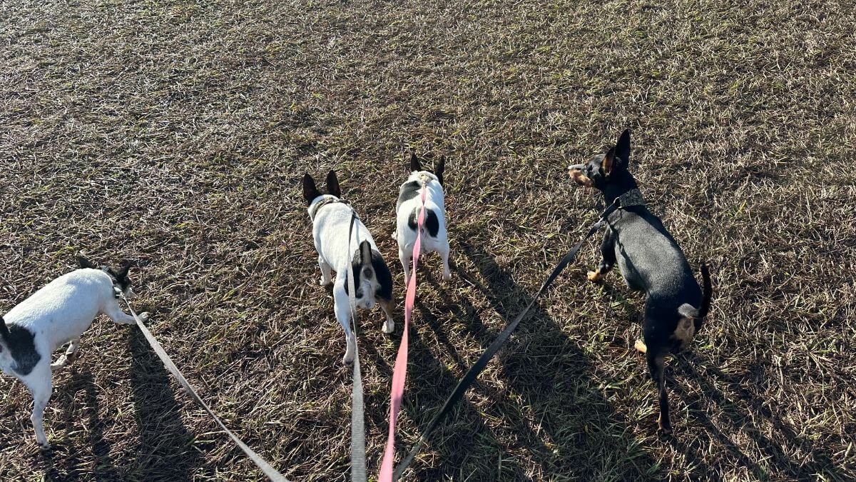 Toy Terriers