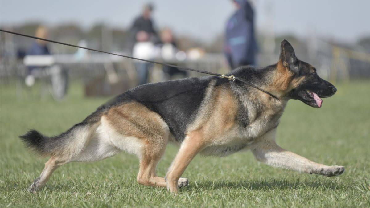 German Shepherd