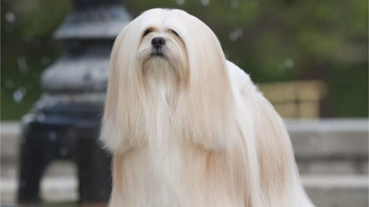 Lhasa Apso