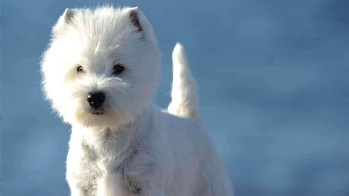 West Highland White Terrier