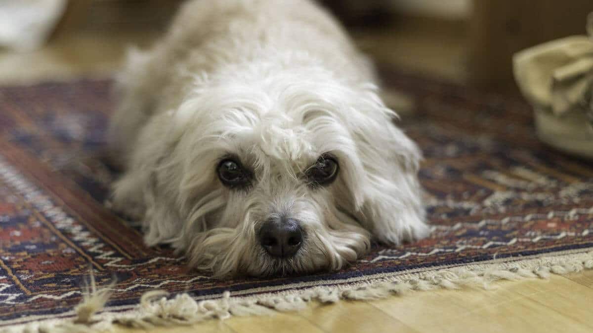 Mustard Dandie Dinmont close up. Mustard Dandie Dinmont Terrier, lying flat on a rug, looking straight at the Camera.