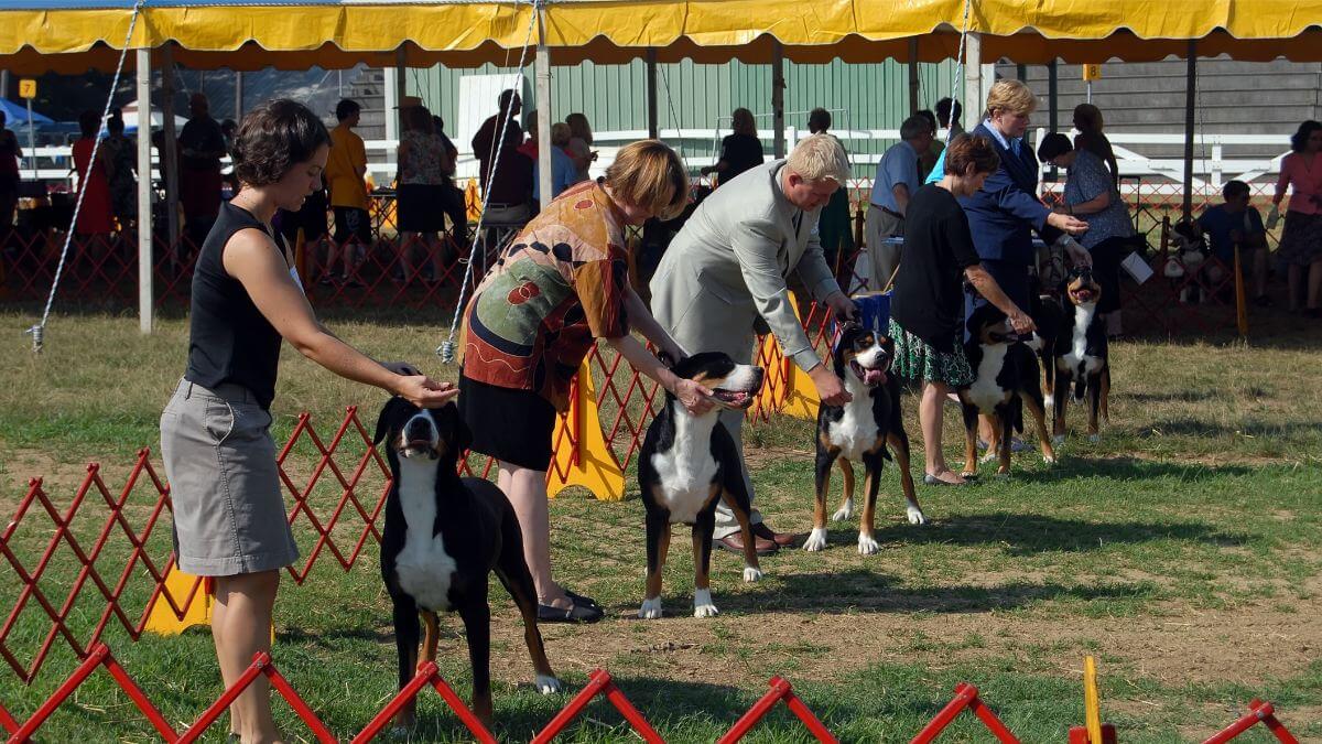 People showing their Greater Swiss Mountain dogs in AKC dog show.