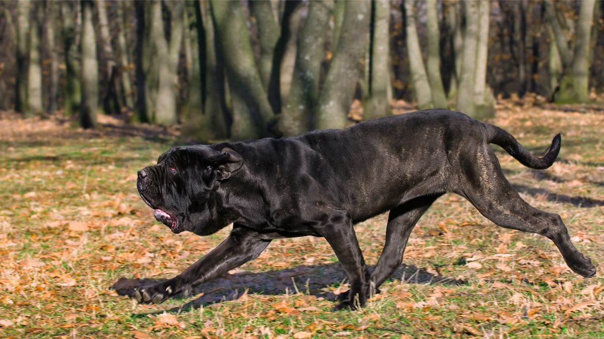 Neapolitan Mastiff running in the woods