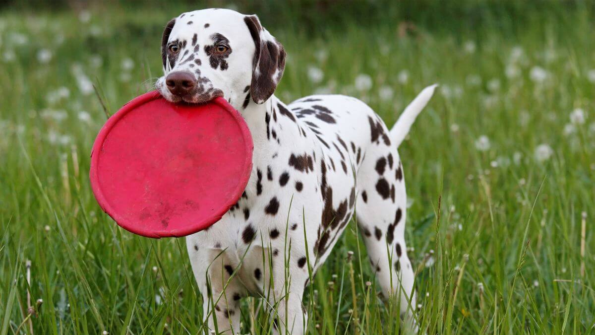 Dalmatian