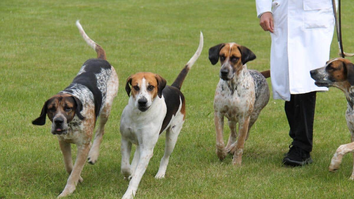 English Foxhound Dogs. Four Modern English Foxhound Dogs on a Training Exercise.