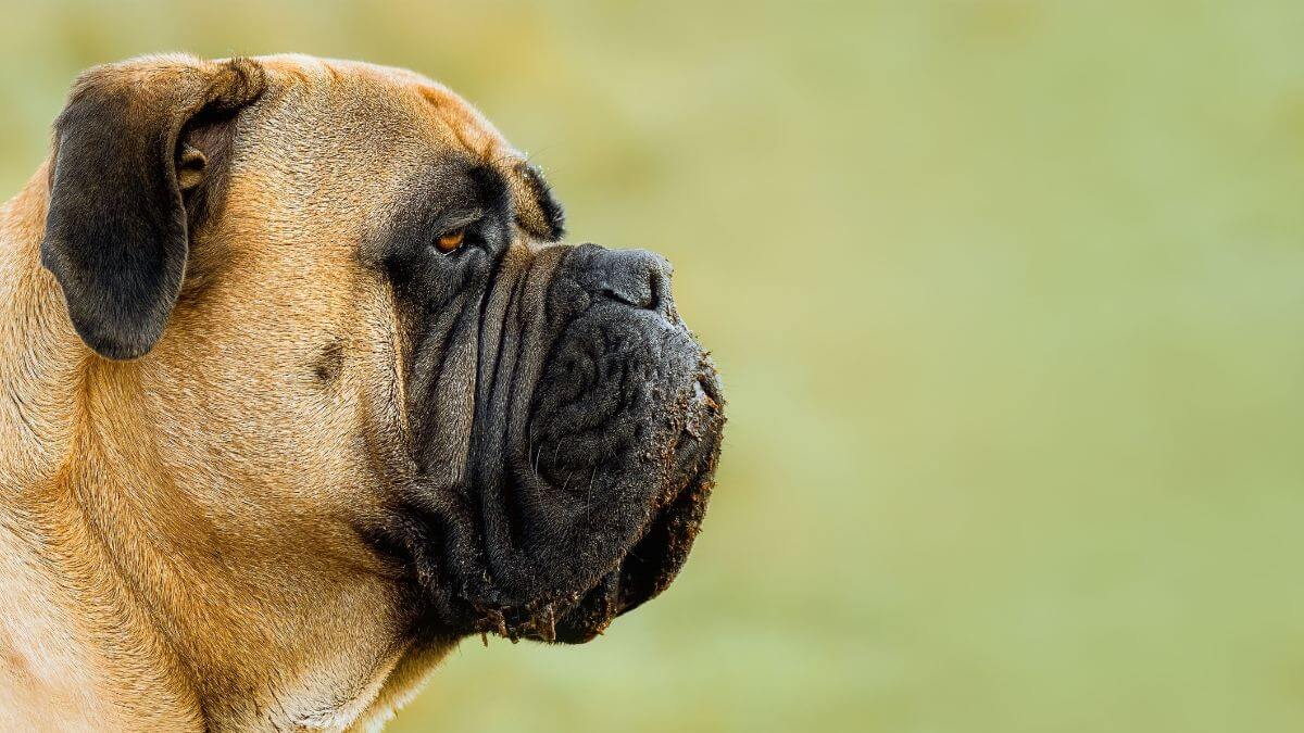 A side profile of a Bullmastiff on a green blurred background